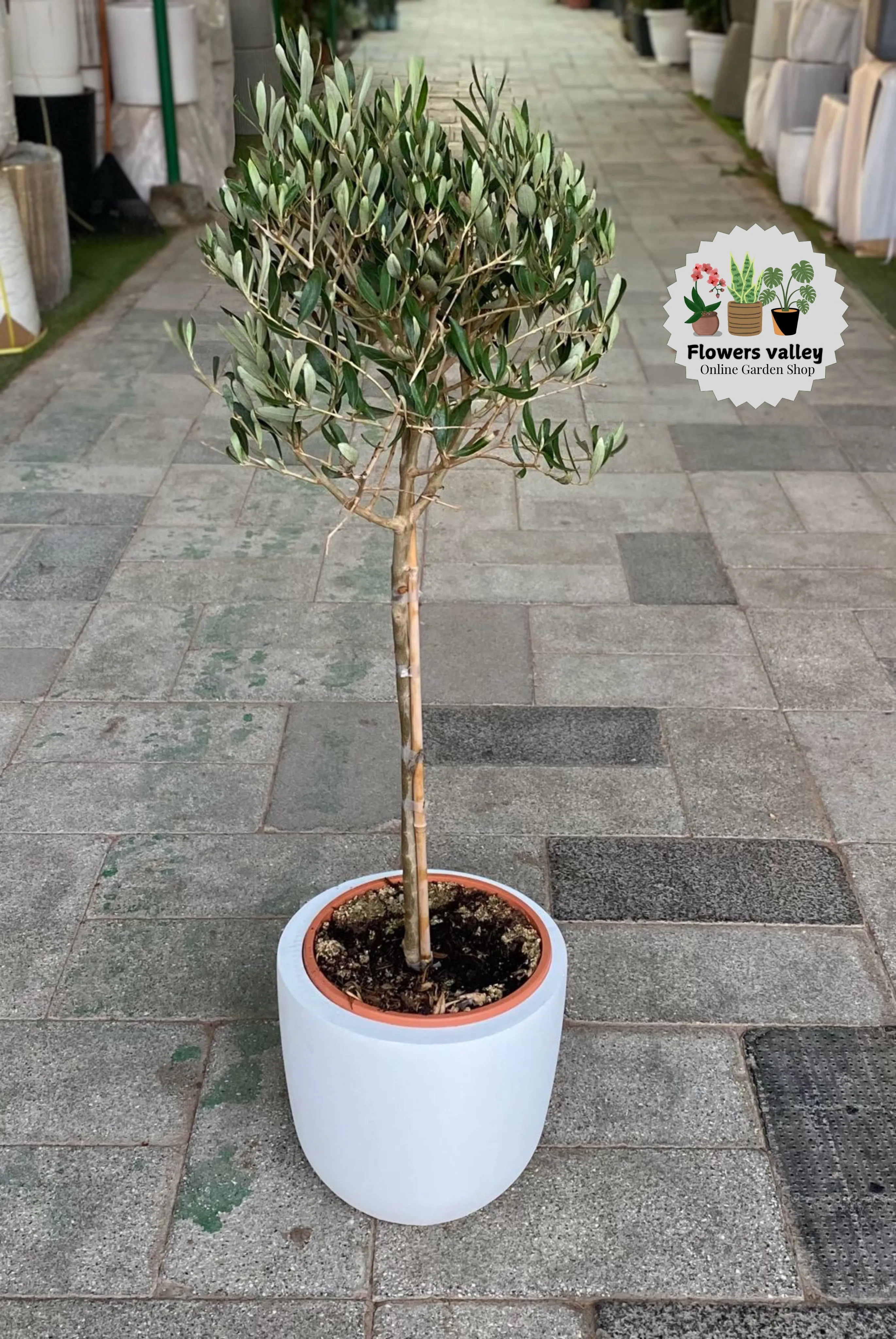 1 meter tall olive plant with white ceramic pot