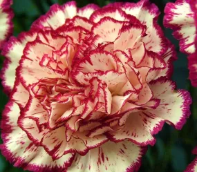 Carnation(Dianthus caryophillus)absolute